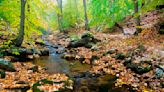 Discover the forests of Pennsylvania on National Forest Day