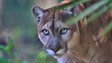 'Endangered' Democrats? Social media reactions to new Florida Dems panther logo