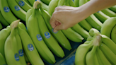 Landmark Verdict: Chiquita Brands International Held Accountable for Funding Colombian Terrorist Group
