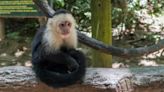 Monkey escapes sanctuary in Ireland to look for love