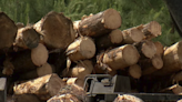 SC loggers struggle as mill closures create wood surplus and economic woes - ABC Columbia