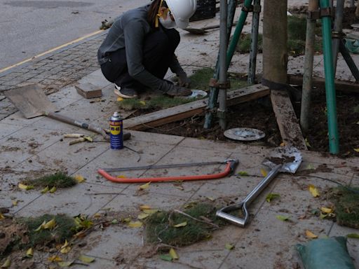 中環國金二期行人路離奇塌樹 3棵樹同時連根拔起齊齊冧