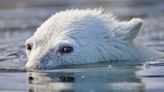 A Polar Bear Attacked and Killed Two People in Northwestern Alaska