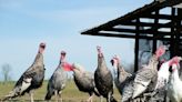 Large turkeys scarce ahead of big U.S. Thanksgiving gatherings