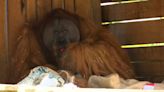 Watch: Walter the oracle orangutan predicts winner of England and Spain Euro 2024 final