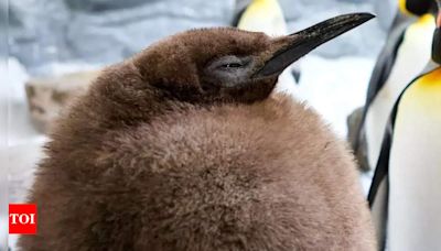 Pesto the penguin captivates millions as a viral sensation at Sea Life Melbourne Aquarium | World News - Times of India