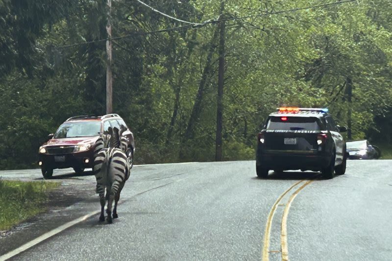 WATCH: Zebras get loose near highway exit, gallop into Washington community