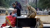 Las preparaciones de la India para el G20 también deben considerar a los monos