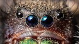 Have you seen a mudpuppy or bold jumping spider lately? These 5 creatures call Kansas home