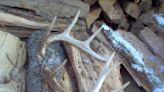 Shed antlers are a rare winter prize. Why they are so tough to find, and what they tell us