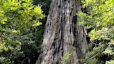 Visiting the world’s tallest living tree comes with stiff penalties