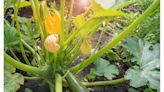 Protect zucchini plants from stressors