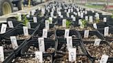 Brockway FFA spring plant sale endures