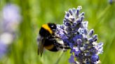 暖化正在殺死蜜蜂，研究：蜂窩太熱難以養育下一代