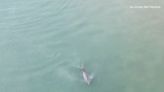 Video shows dolphins swimming near Dunedin shoreline