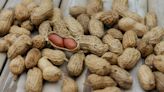 Alimentar bebês com produtos de amendoim protege contra alergia na adolescência, conclui estudo