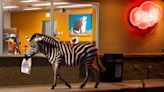 Internet earns its stripes: Jokes, memes spotted online about missing WA zebra