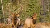Wisconsin DNR sets harvest quotas for 2024 elk season - Outdoor News