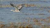 Equilibrium/Sustainability — Wetlands losing race against rising seas