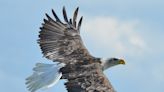 Tribe seeks help to build eagle sanctuary Up North