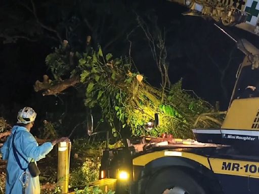 凱米逼近雨彈襲！仰德大道路樹悚塌 壓斷路燈阻交通