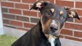 Is your family seeking a pet? Meet Briar, Ferb, Mickey, Peach others at OKC-area shelters