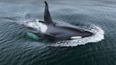 Orca Hunting a Seal Captured in Stunning Drone Footage