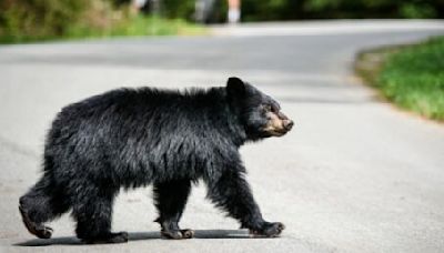 "He's so lost": Bear spotted wandering around South Surrey | News