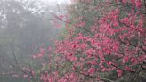 春櫻綻放 石碇二格公園賞花好去處