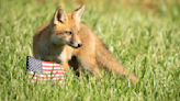 What a moment! Curious fox checks out American flag