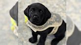 Paws with a cause: Puppies train to help veterans manage mental health