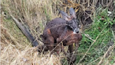 Kangaroo escapes southwestern Ontario zoo, found safe several kilometres away