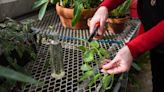 More of a good thing: Tips for propagating house plants