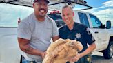 Police Nab Fugitive Tortoise on Slow Run to Freedom