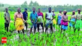 Harvest starts at Velsao after croc gets trapped | Goa News - Times of India