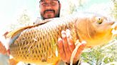 Pesca con mosca en el Limay inferior: las carpas te esperan este fin de semana largo - Diario Río Negro