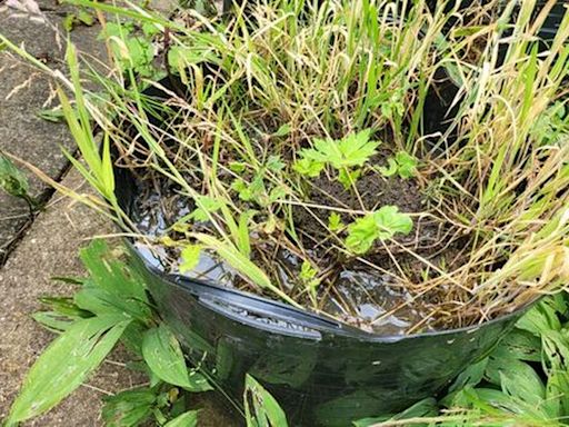 Gardeners told to put bucket of water in garden this summer