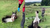 Horse rescued after getting stuck in sinkhole in boggy field