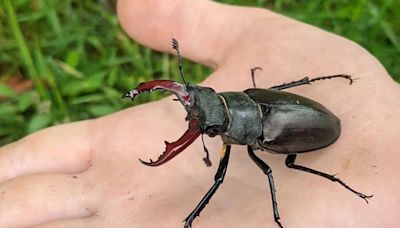 Stag Beetle, The World’s Most Expensive Insect, Costs As Much As a Luxury Car - News18