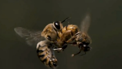 Fact Check: The Facts Behind Video Supposedly Showing Male Drone Bee Dying After Ejaculation