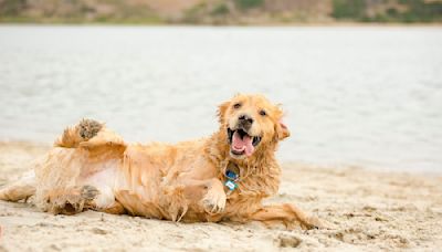 Golden Retrievers Showcase Adorable Canine Quirks That Are Totally Appalling in Humans