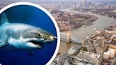 Are there dangerous sharks lurking in the river Thames?