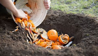 Why Do People Use Orange Peels In The Garden, And Can They Help Plants Grow?