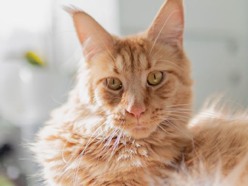 Maine Coon Cats Showing Off 'Extensive Vocabularies' Have People Seriously Impressed