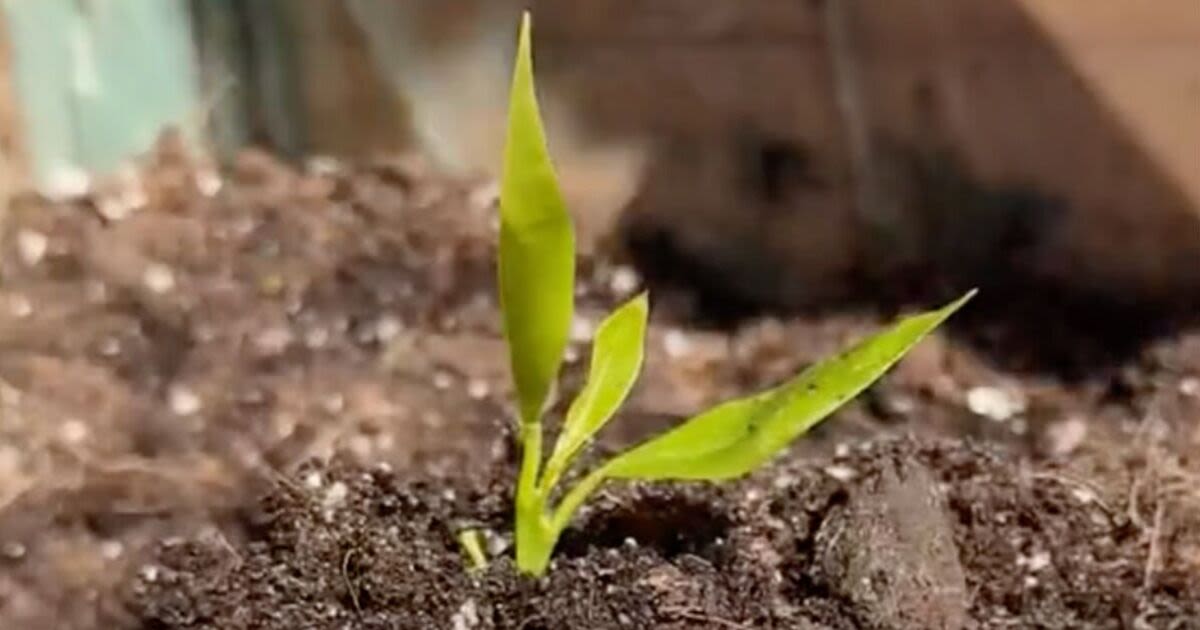 Save money with gardening expert's method to grow seedlings using toiletry item