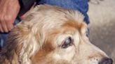 Glaucoma in Dogs: Cloudy Eyes Mean You Need to Visit Your Pup's Veterinarian