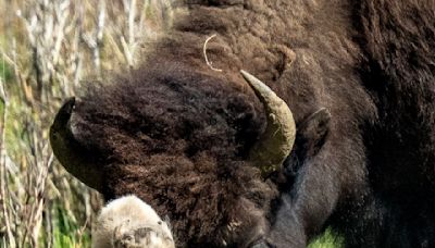 Reported birth of rare white buffalo calf in Yellowstone park fulfills Lakota prophecy