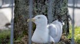 Supermarket staff close 8 parking spaces to protect nesting seagull | FOX 28 Spokane