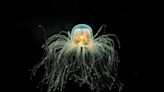 Scientists unlock the key to immortality… in jellyfish