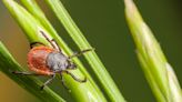 It's Tick Awareness Week. What to know about the diseases they carry, how to prevent bites